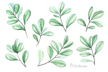 Set of twigs of the Pittosporum plant, painted in watercolor and isolated on a white background. Watercolor plants for decoration. Green exotic plants for floristic bouquets and arrangements.