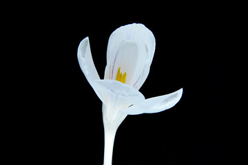 biały krokus, symbol trzeźwości. czysta wiosna, to miłość, wiosna i powiew świeżości 