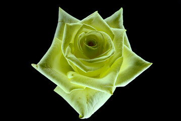 żółta róża, czysta miłość w postaci kwiatka. idealna dla życzenia, sprawiająca radość dla mamy, babci, zakochanych. Dla niej i dla niego idealny prezent. - obrazy, fototapety, plakaty
