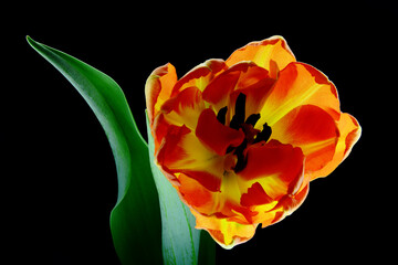 tulipan, piękna odmiana, pomarańczowy kwiat na życzenia, urodziny, okazje, święto, mamy, babcia, walentynki.  - obrazy, fototapety, plakaty