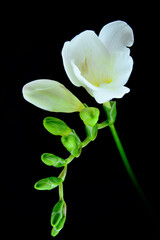 frezja, biały piękny kwiat, na życzenia, na urodziny, święto. doskonałe tło jako kompozycja...