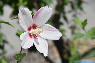 Obraz premium 무궁화