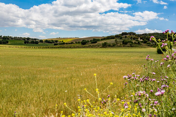 Country road to Alhama de Granada, Andalusia, Spain.
Beautiful and interesting travel destination in the warm Southern region. Public street view.
