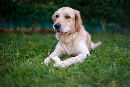 Golden Retriever dog in nature