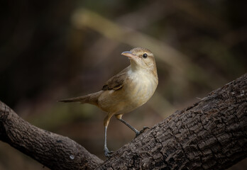 Acrocephalus orientalis on branch tree close up of bird.