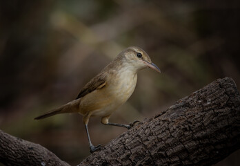 Acrocephalus orientalis on branch tree close up of bird.