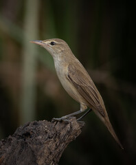 Acrocephalus orientalis on branch tree close up of bird.