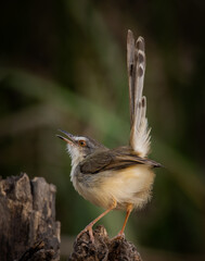 Prinia inornata close up of bird on branch tree.