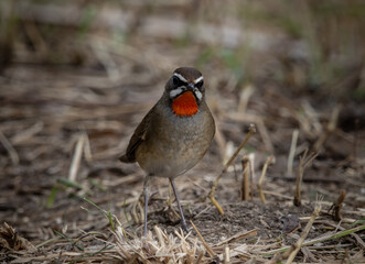 Siberian Rubythroat close up shot of bird.