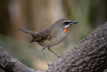Siberian Rubythroat close up shot of bird.