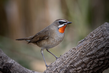 Siberian Rubythroat close up shot of bird.