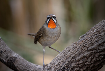 Siberian Rubythroat close up shot of bird.