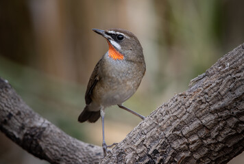 Siberian Rubythroat close up shot of bird.