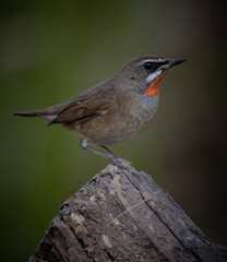 Siberian Rubythroat close up shot of bird.