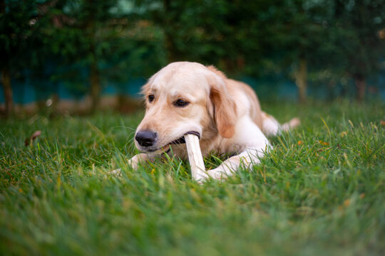 Golden Retriever dog in nature
