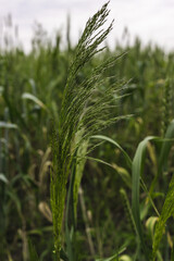 Close-up of millet in a field under sunlight. Growing millet