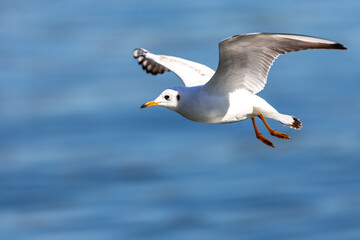Fototapeta na wymiar White seagull in flight over the waters of the pond. urban birds. Waterfowl with open wings