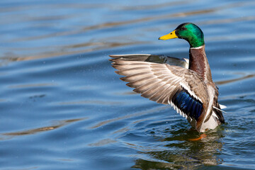 Colorful duck with open wings on the waters of the pond