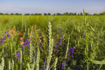 Wild poppies Papaver rhoeas and Forking larkspur Consolida regalis blooming in summer field in sunny day - selective focus