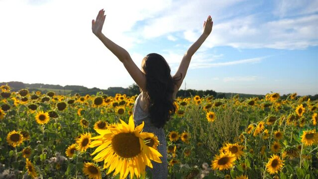 Inspired girl standing among sunflowers field with raised hands. Woman enjoying freedom or beautiful nature. Scenic landscape with bright sunlight at background. Outdoor leisure concept. Dolly shot