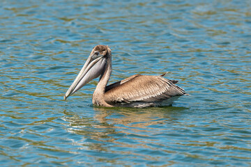 Pélican brun, .Pelecanus occidentalis, Brown Pelican