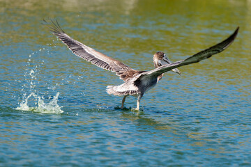 Pélican brun, .Pelecanus occidentalis, Brown Pelican