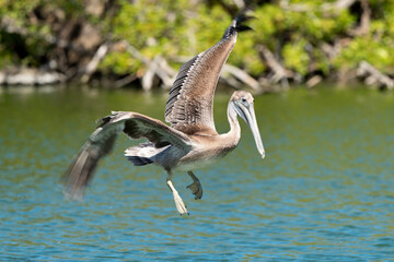 Pélican brun, .Pelecanus occidentalis, Brown Pelican
