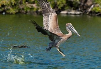 Pélican brun, .Pelecanus occidentalis, Brown Pelican