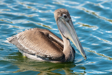 Pélican brun, .Pelecanus occidentalis, Brown Pelican