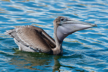Pélican brun, .Pelecanus occidentalis, Brown Pelican
