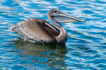 Pélican brun, .Pelecanus occidentalis, Brown Pelican