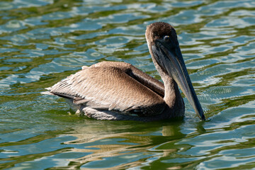 P&eacute;lican brun, .Pelecanus occidentalis, Brown Pelican