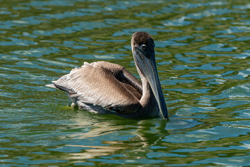 Pélican brun, .Pelecanus occidentalis, Brown Pelican