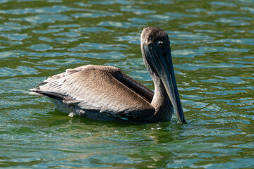 Pélican brun, .Pelecanus occidentalis, Brown Pelican