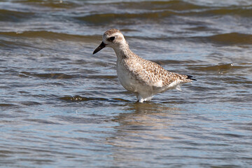 Pluvier argenté,.Pluvialis squatarola, Grey Plover