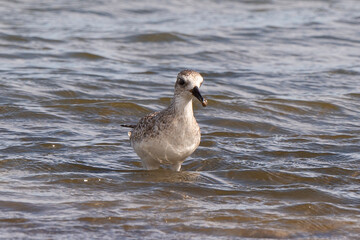 Pluvier argenté,.Pluvialis squatarola, Grey Plover