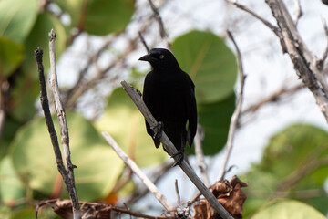 Quiscale merle des Petites Antilles, .Quiscalus lugubris guadeloupensis, Carib Grackle, Ile de Saint Martin, Petites Antilles
