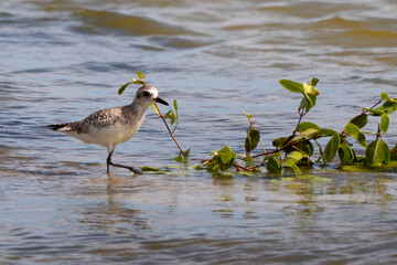 Pluvier argenté,.Pluvialis squatarola, Grey Plover