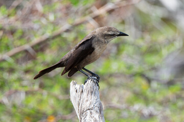 Quiscale merle des Petites Antilles, .Quiscalus lugubris guadeloupensis, Carib Grackle, Ile de Saint Martin, Petites Antilles