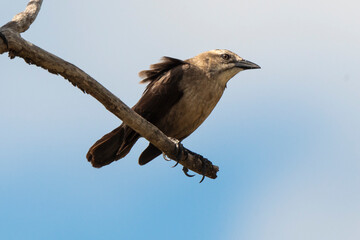 Quiscale merle des Petites Antilles, .Quiscalus lugubris guadeloupensis, Carib Grackle, Ile de Saint Martin, Petites Antilles