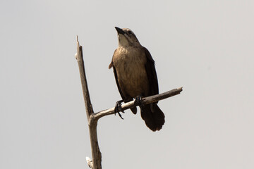 Quiscale merle des Petites Antilles, .Quiscalus lugubris guadeloupensis, Carib Grackle, Ile de Saint Martin, Petites Antilles