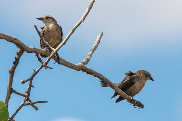 Quiscale merle des Petites Antilles, .Quiscalus lugubris guadeloupensis, Carib Grackle, Ile de Saint Martin, Petites Antilles
