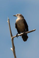Quiscale merle des Petites Antilles, .Quiscalus lugubris guadeloupensis, Carib Grackle, Ile de Saint Martin, Petites Antilles