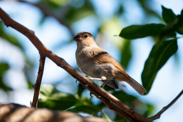 Sporophile rougegorge, Pèrenoir rougegorge,.Loxigilla noctis, Lesser Antillean Bullfinch, Ile de Saint Martin, Antilles