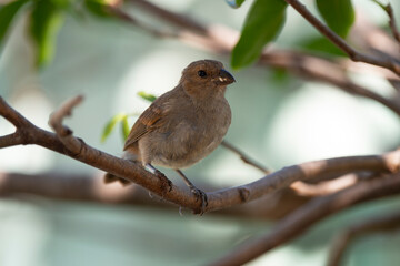 Sporophile rougegorge, Pèrenoir rougegorge,.Loxigilla noctis, Lesser Antillean Bullfinch, Ile de Saint Martin, Antilles