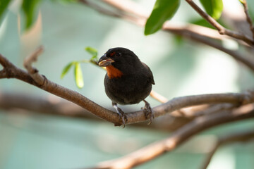 Sporophile rougegorge, Pèrenoir rougegorge,.Loxigilla noctis, Lesser Antillean Bullfinch, Ile de Saint Martin, Antilles