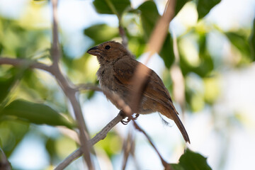 Sporophile rougegorge, Pèrenoir rougegorge,.Loxigilla noctis, Lesser Antillean Bullfinch, Ile de Saint Martin, Antilles