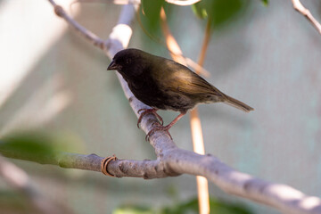 Sporophile rougegorge, Pèrenoir rougegorge,.Loxigilla noctis, Lesser Antillean Bullfinch, Ile de Saint Martin, Antilles
