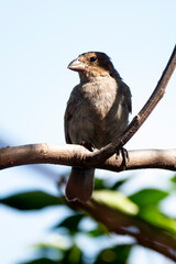 Sporophile rougegorge, Pèrenoir rougegorge,.Loxigilla noctis, Lesser Antillean Bullfinch, Ile de Saint Martin, Antilles