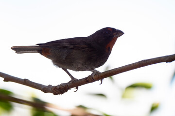 Sporophile rougegorge, Pèrenoir rougegorge,.Loxigilla noctis, Lesser Antillean Bullfinch, Ile de Saint Martin, Antilles